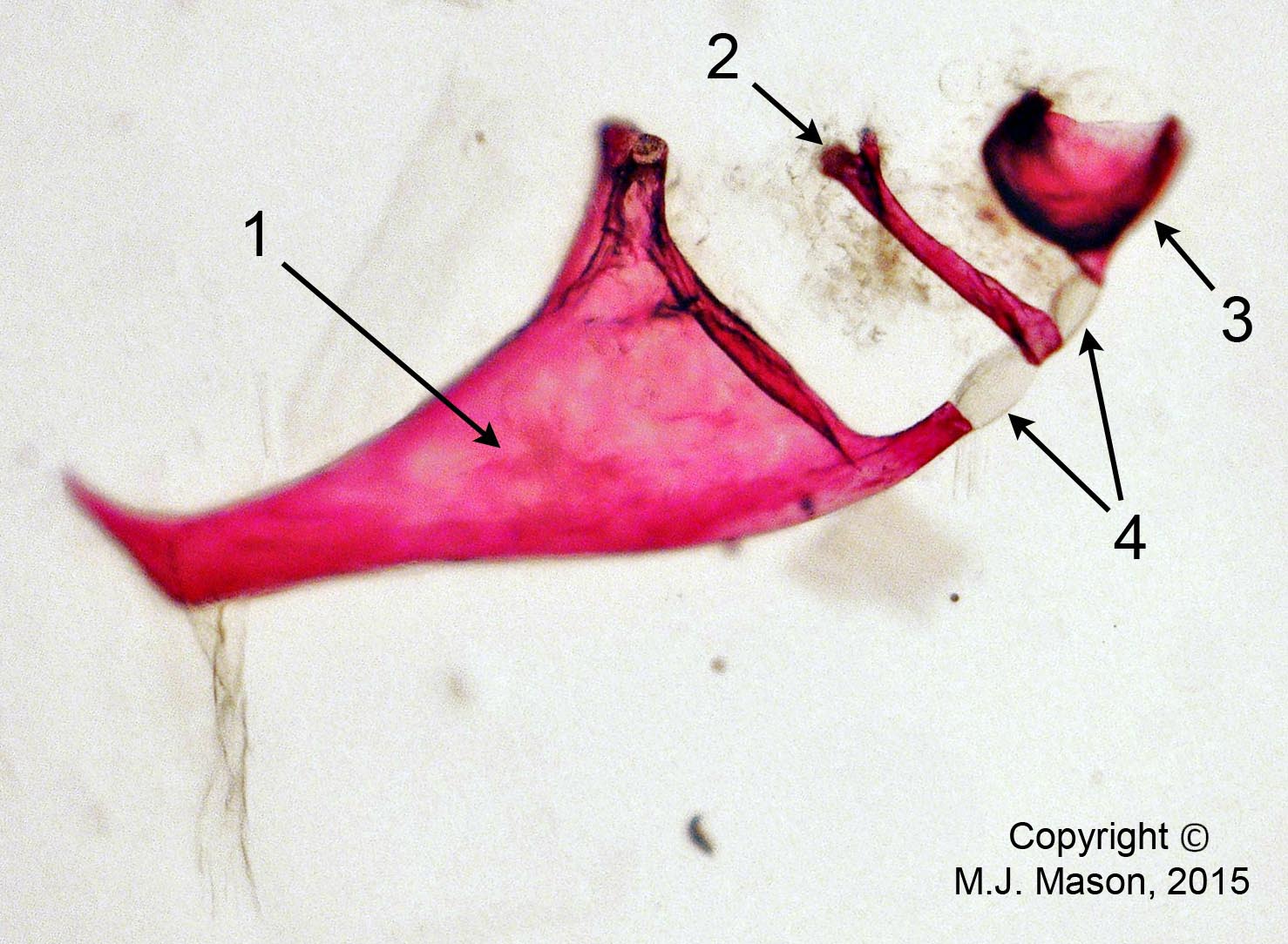 Stained ossicles